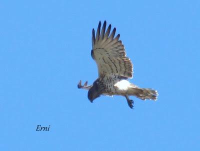 DANIEL DESCUBRE SOMIEDO Y SUS OSOS