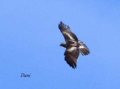 DANIEL DESCUBRE SOMIEDO Y SUS OSOS