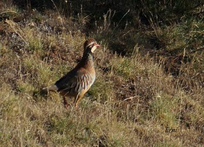 DANIEL DESCUBRE SOMIEDO Y SUS OSOS