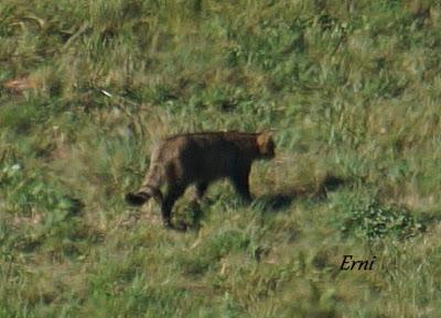 DANIEL DESCUBRE SOMIEDO Y SUS OSOS