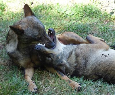 DANIEL DESCUBRE SOMIEDO Y SUS OSOS