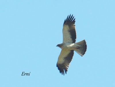 DANIEL DESCUBRE SOMIEDO Y SUS OSOS