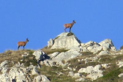 DANIEL DESCUBRE SOMIEDO Y SUS OSOS