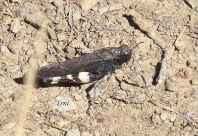 DANIEL DESCUBRE SOMIEDO Y SUS OSOS