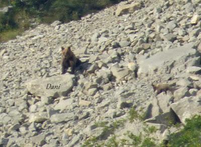 DANIEL DESCUBRE SOMIEDO Y SUS OSOS