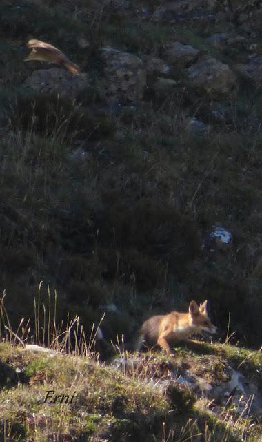 DANIEL DESCUBRE SOMIEDO Y SUS OSOS