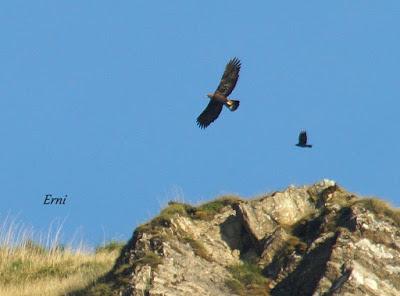 DANIEL DESCUBRE SOMIEDO Y SUS OSOS