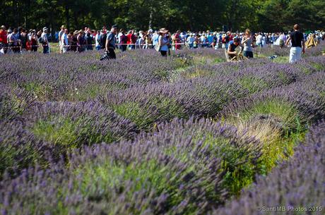 Fiesta de la Lavanda en Sault