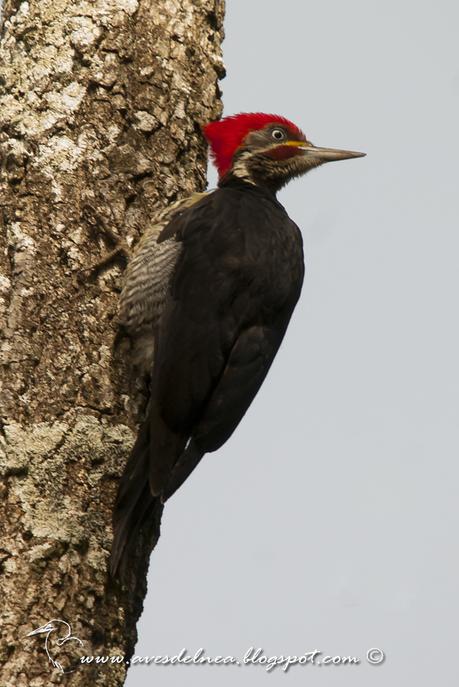 Carpintero garganta estriada (Lineated Woodpecker) Dryocopus lineatus