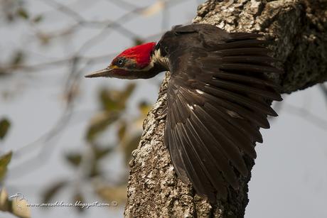 Carpintero garganta estriada (Lineated Woodpecker) Dryocopus lineatus