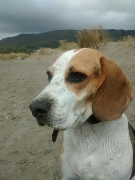 Un beagle en la playa II