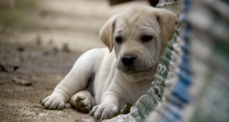 8 Ventajas de la adopcion de perros en Bogota