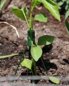 Cuida tus cultivos con Medussa Protect