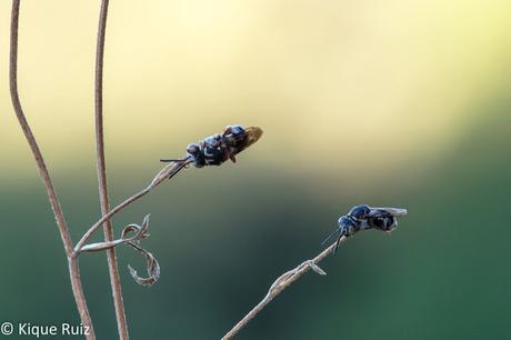 Macro 2015 VII (composición)