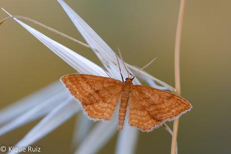 Macro 2015 VII (composición)