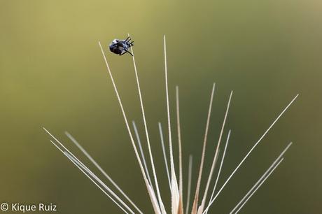 Macro 2015 VII (composición)