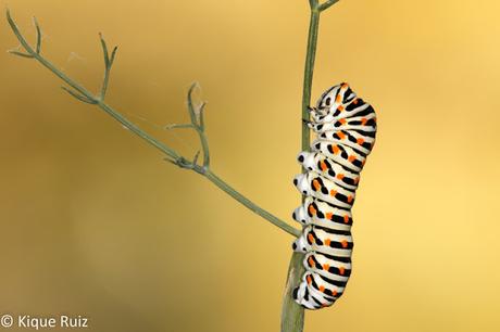 Macro 2015 VII (composición)