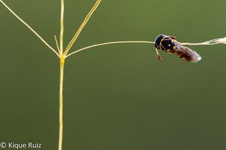 Macro 2015 VII (composición)