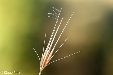 Macro 2015 VII (composición)