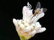 Macro 2015 (composición)