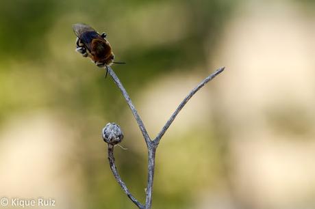 Macro 2015 VII (composición)