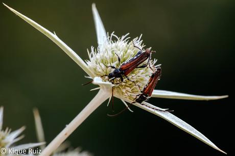 Macro 2015 VII (composición)