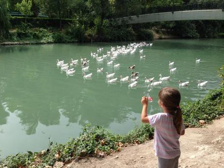 Mar patos río Tajo