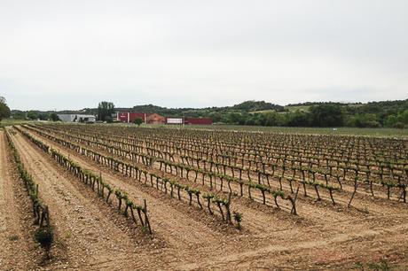 viñedo bodega lalanne Somontano baco y boca