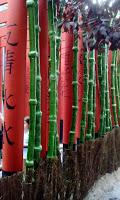 Fiestas de Gracia 2015