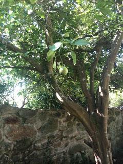 A la sombra de un limonero