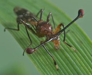 Un caso curioso de selección natural: la mosca ojos de tallo