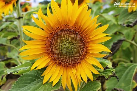 Hipnótico. Fotografía creativa - Fotografía artística