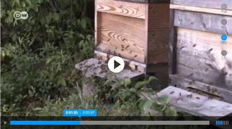 AIRE DE COLMENA EN TRATAMIENTO DE ASMA - AIR BEEHIVE IN TREATMENT OF ASTHMA.