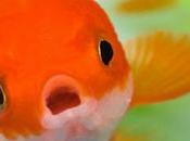 Fobias bastante razonables