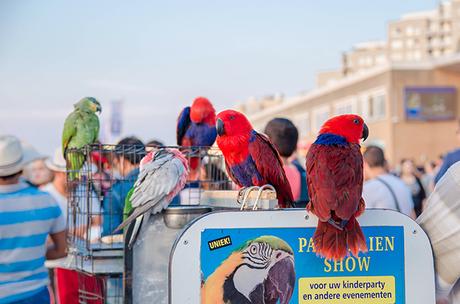 SCHEVENINGEN, Den Haag