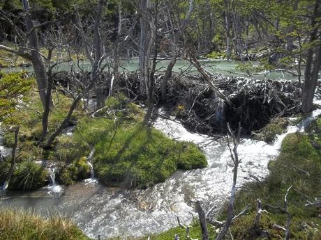 Castores en Tierra del Fuego, atractivos y peligrosos.