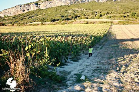 Un atardecer entre girasoles campo de girasolesw
