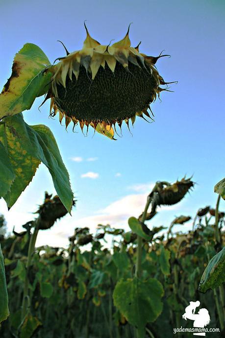 Un atardecer entre girasoles girasol contraluzw