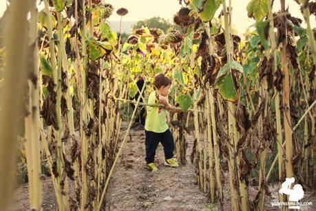 Un atardecer entre girasoles dentro de un campo de girasoles