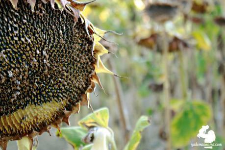 Un atardecer entre girasoles pipas de girasolw