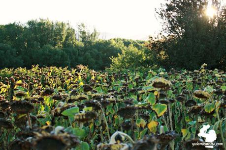 Un atardecer entre girasoles vista campo girasolesw