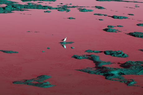 FOTOGRAFÍA ARTÍSTICA: COLOR Y FORMAS