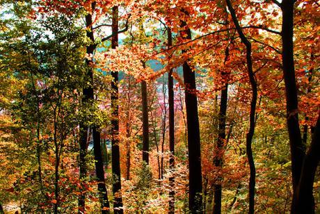 FOTOGRAFÍA ARTÍSTICA: COLOR Y FORMAS