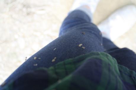 Recogiendo moras (Blackberry picking)