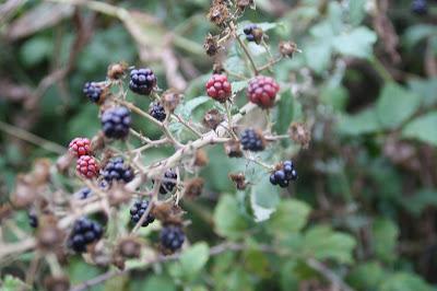 Recogiendo moras (Blackberry picking)