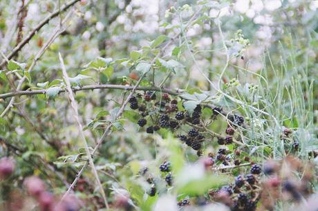 Recogiendo moras (Blackberry picking)