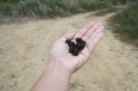Recogiendo moras (Blackberry picking)