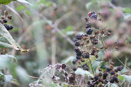 Recogiendo moras (Blackberry picking)