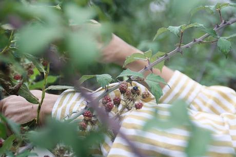 Recogiendo moras (Blackberry picking)