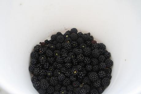 Recogiendo moras (Blackberry picking)
